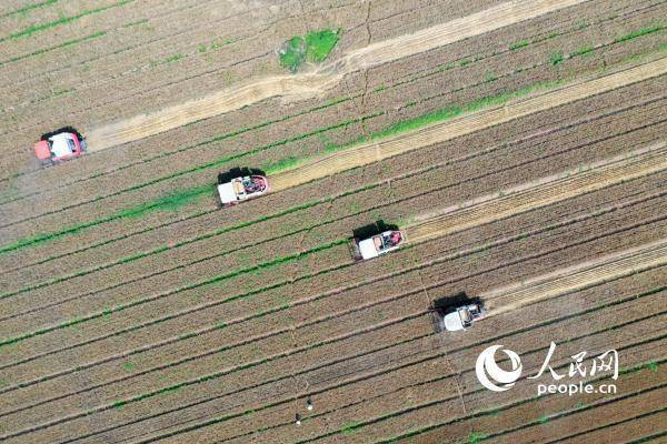 
首都医科大学附属北京同仁医院黄牛代挂号电话票贩子号贩子网上预约挂号,住院检查加快,组图：芒种日 开镰时