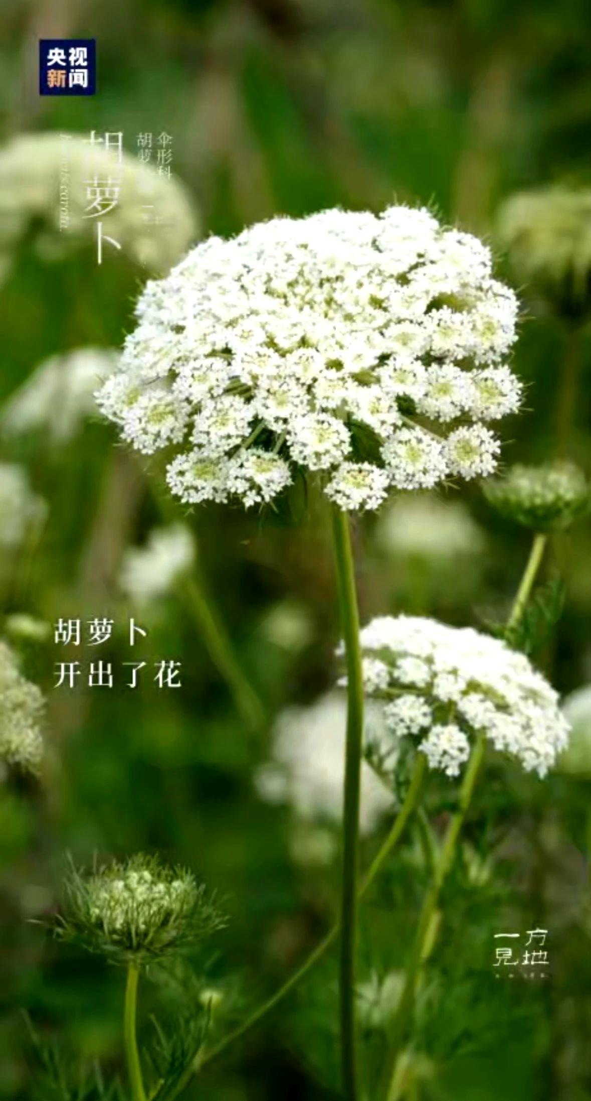 
北大第一医院黄牛代挂号电话票贩子号贩子网上预约挂号,住院检查加快,芒种丨“芒”有所获，“种”有所得