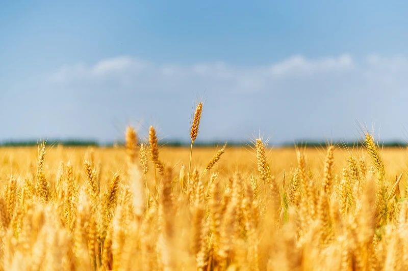 
北大第一医院黄牛代挂号电话票贩子号贩子网上预约挂号,住院检查加快,芒种丨“芒”有所获，“种”有所得