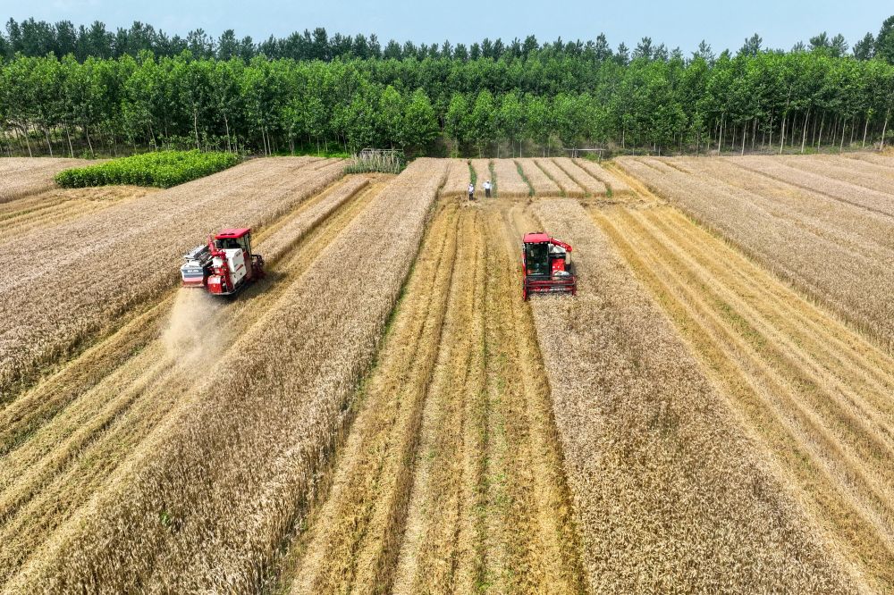 
中国中医科学院广安门医院黄牛代挂号电话票贩子号贩子网上预约挂号,住院检查加快,趁晴割麦收云黄