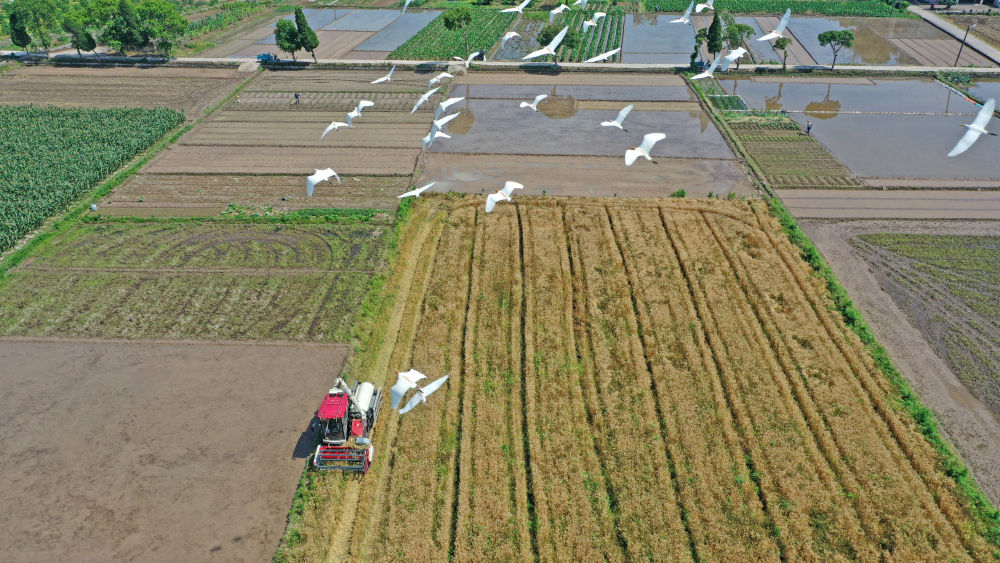 
中国中医科学院广安门医院黄牛代挂号电话票贩子号贩子网上预约挂号,住院检查加快,趁晴割麦收云黄