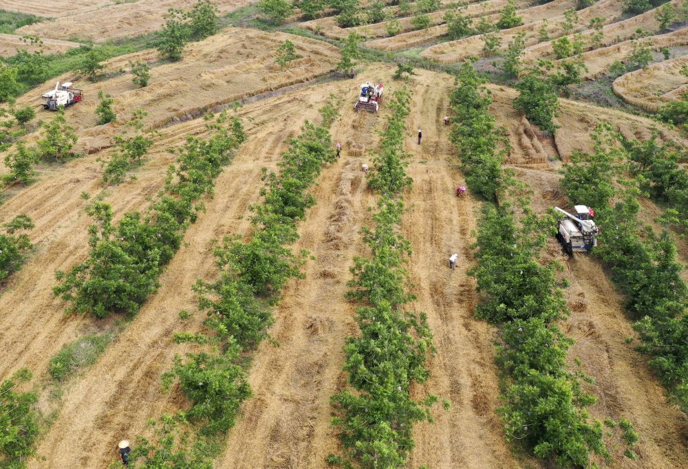 
中国中医科学院广安门医院黄牛代挂号电话票贩子号贩子网上预约挂号,住院检查加快,趁晴割麦收云黄