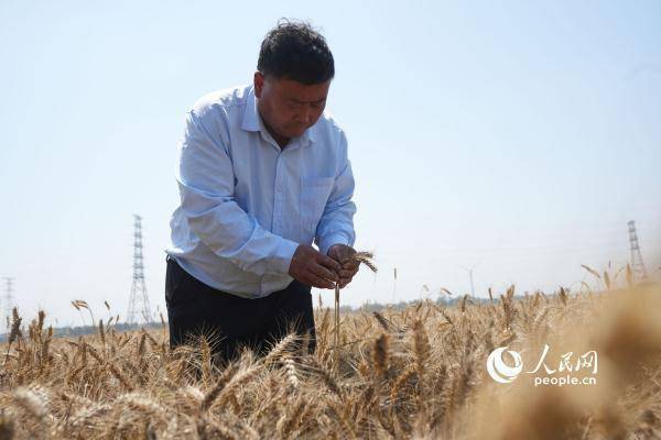 
首都医科大学附属北京同仁医院黄牛代挂号电话票贩子号贩子网上预约挂号,住院检查加快,组图：芒种日 开镰时