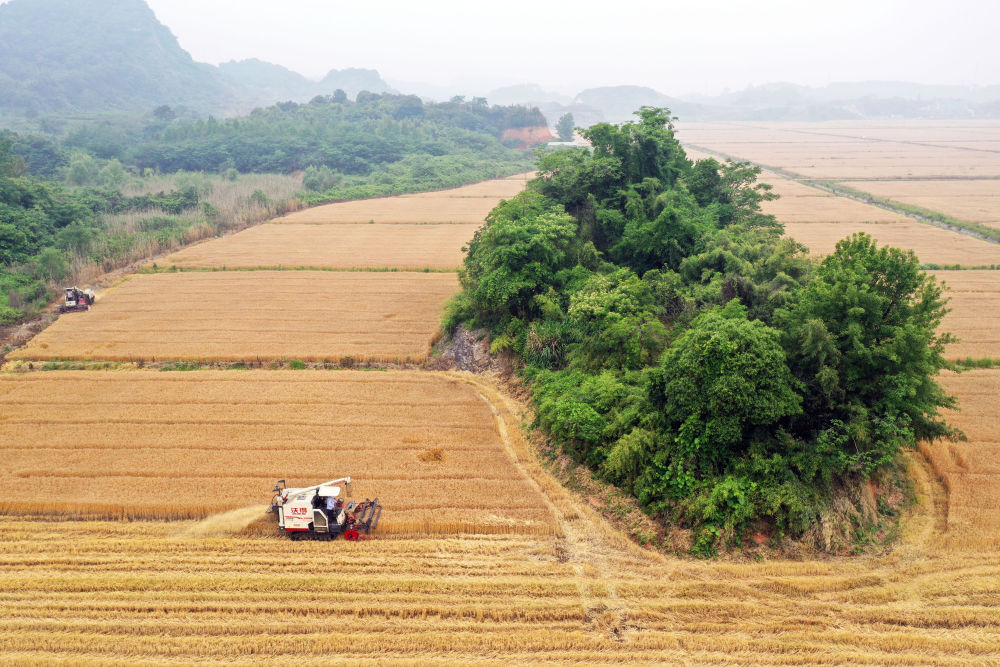 
中国中医科学院广安门医院黄牛代挂号电话票贩子号贩子网上预约挂号,住院检查加快,趁晴割麦收云黄