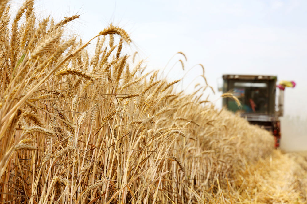 
中国中医科学院广安门医院黄牛代挂号电话票贩子号贩子网上预约挂号,住院检查加快,趁晴割麦收云黄