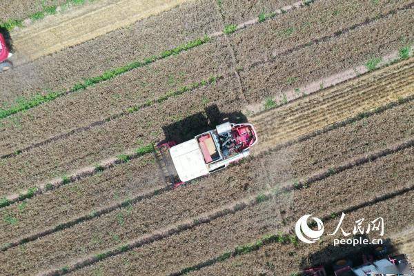 
首都医科大学附属北京同仁医院黄牛代挂号电话票贩子号贩子网上预约挂号,住院检查加快,组图：芒种日 开镰时