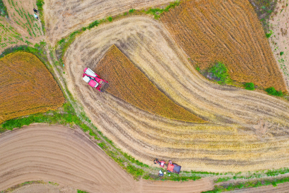 
中国中医科学院广安门医院黄牛代挂号电话票贩子号贩子网上预约挂号,住院检查加快,趁晴割麦收云黄