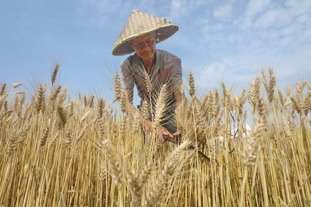 
中国中医科学院广安门医院黄牛代挂号电话票贩子号贩子网上预约挂号,住院检查加快,趁晴割麦收云黄