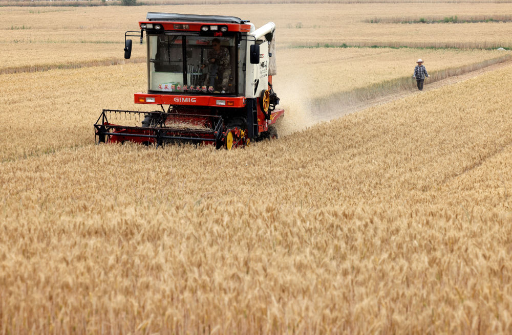 
中国中医科学院广安门医院黄牛代挂号电话票贩子号贩子网上预约挂号,住院检查加快,趁晴割麦收云黄
