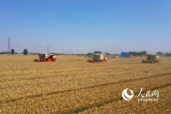 
首都医科大学附属北京同仁医院黄牛代挂号电话票贩子号贩子网上预约挂号,住院检查加快,组图：芒种日 开镰时