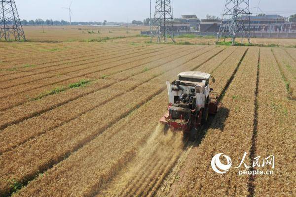 
首都医科大学附属北京同仁医院黄牛代挂号电话票贩子号贩子网上预约挂号,住院检查加快,组图：芒种日 开镰时