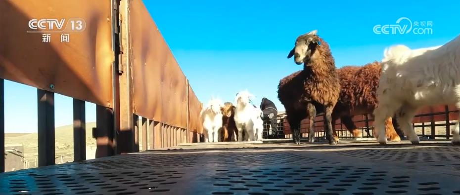 
二龙路肛肠医院黄牛代挂号电话票贩子号贩子网上预约挂号,住院检查加快,昔日“光脚走”转场模式变为机械化牛羊转场 牧民更轻松