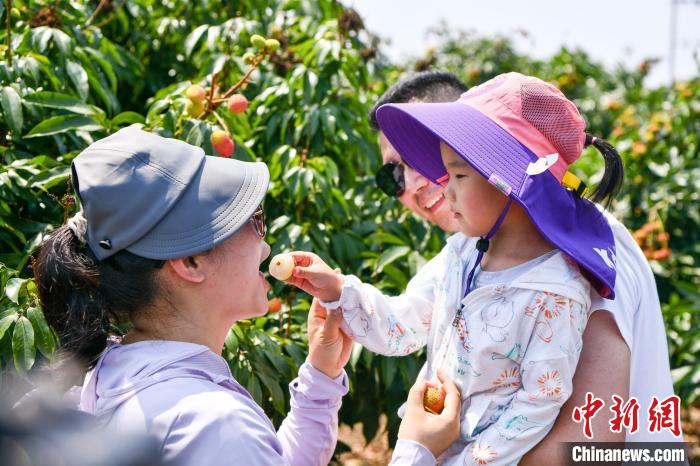 
北京同仁医院黄牛代挂号电话票贩子号贩子网上预约挂号,住院检查加快,以果为媒 海南荔枝走出特色“乡村振兴路”