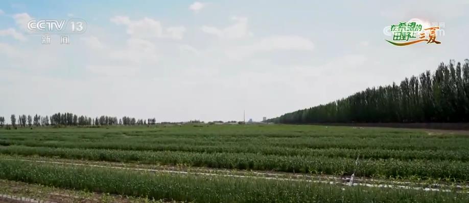 
南京市中医院黄牛代挂号电话票贩子号贩子网上预约挂号,住院检查加快,内蒙古粮食作物播种超亿亩 用节水农业打造“塞上粮仓”