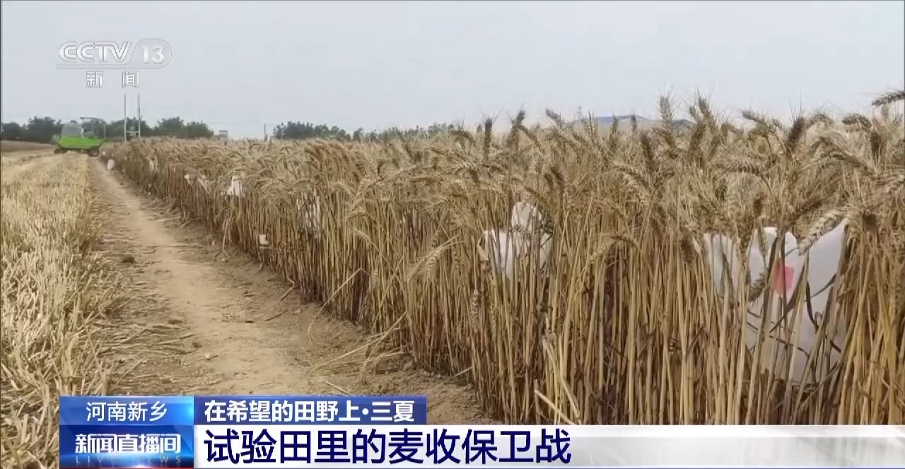 
上海新华医院黄牛代挂号电话票贩子号贩子网上预约挂号,住院检查加快,与时间赛跑！这片试验田打响“麦收保卫战”