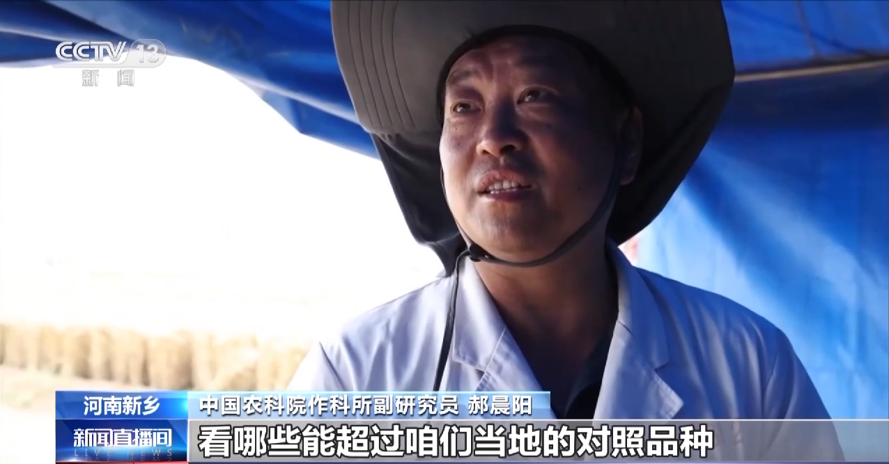 
上海新华医院黄牛代挂号电话票贩子号贩子网上预约挂号,住院检查加快,与时间赛跑！这片试验田打响“麦收保卫战”