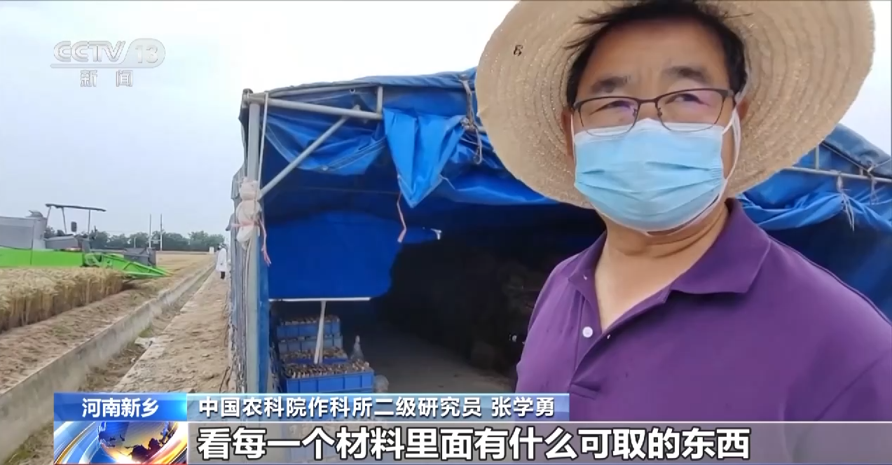 
上海新华医院黄牛代挂号电话票贩子号贩子网上预约挂号,住院检查加快,与时间赛跑！这片试验田打响“麦收保卫战”