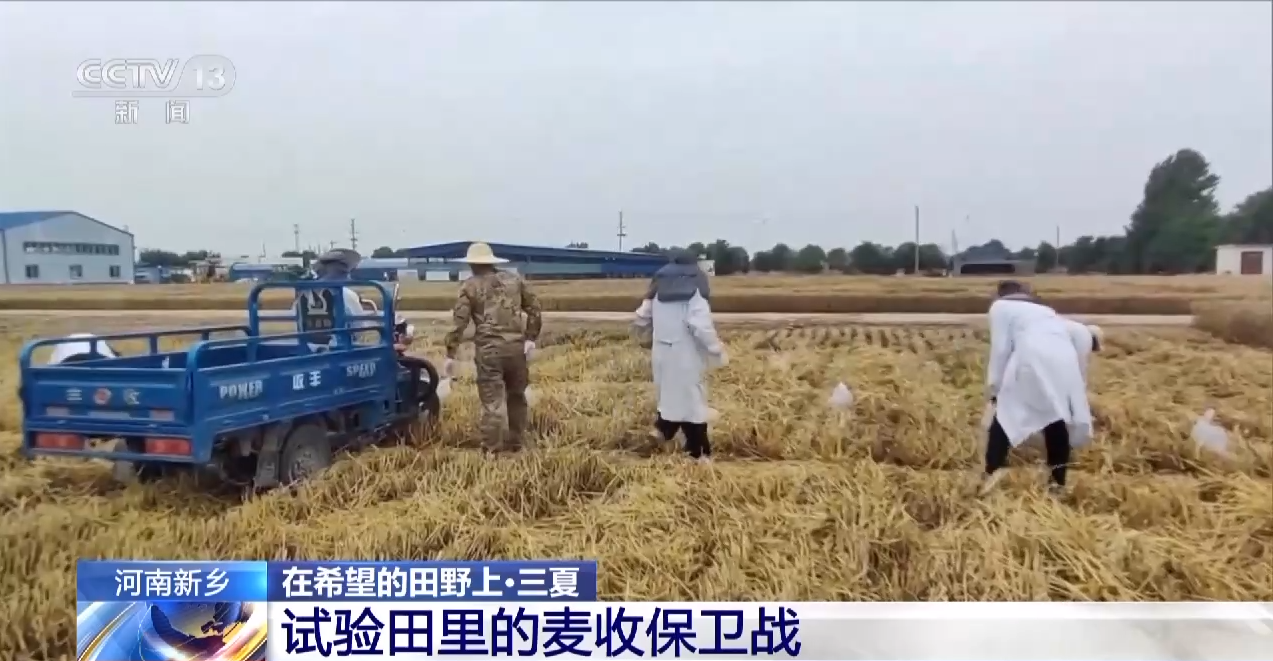 
上海新华医院黄牛代挂号电话票贩子号贩子网上预约挂号,住院检查加快,与时间赛跑！这片试验田打响“麦收保卫战”