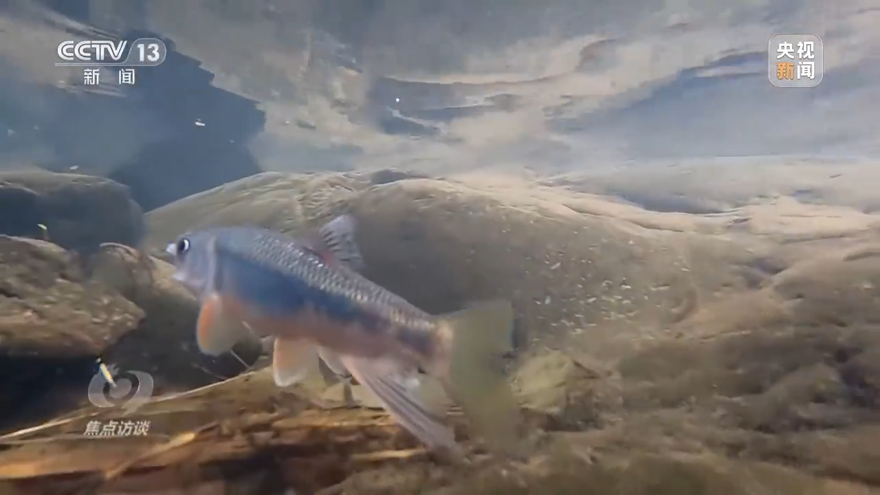 天津肿瘤医院黄牛代挂号电话票贩子号贩子网上预约挂号,住院检查加快,新朋友落户“浙”里 背后有怎样的故事?