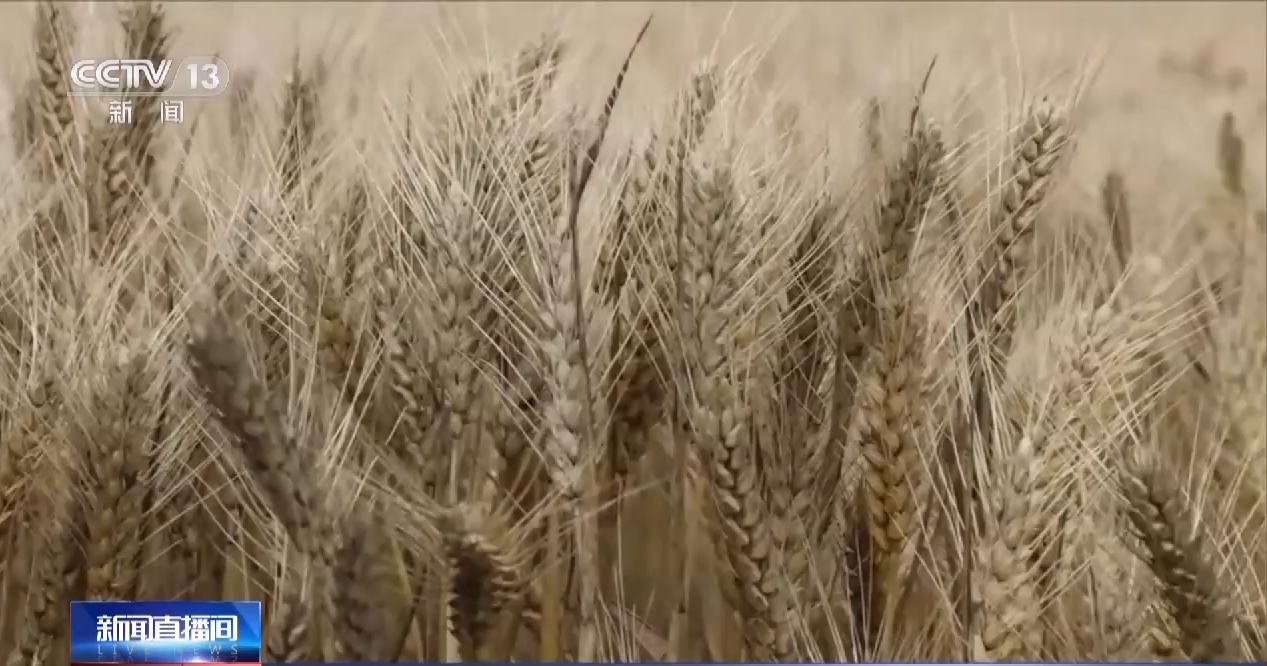 
上海新华医院黄牛代挂号电话票贩子号贩子网上预约挂号,住院检查加快,与时间赛跑！这片试验田打响“麦收保卫战”