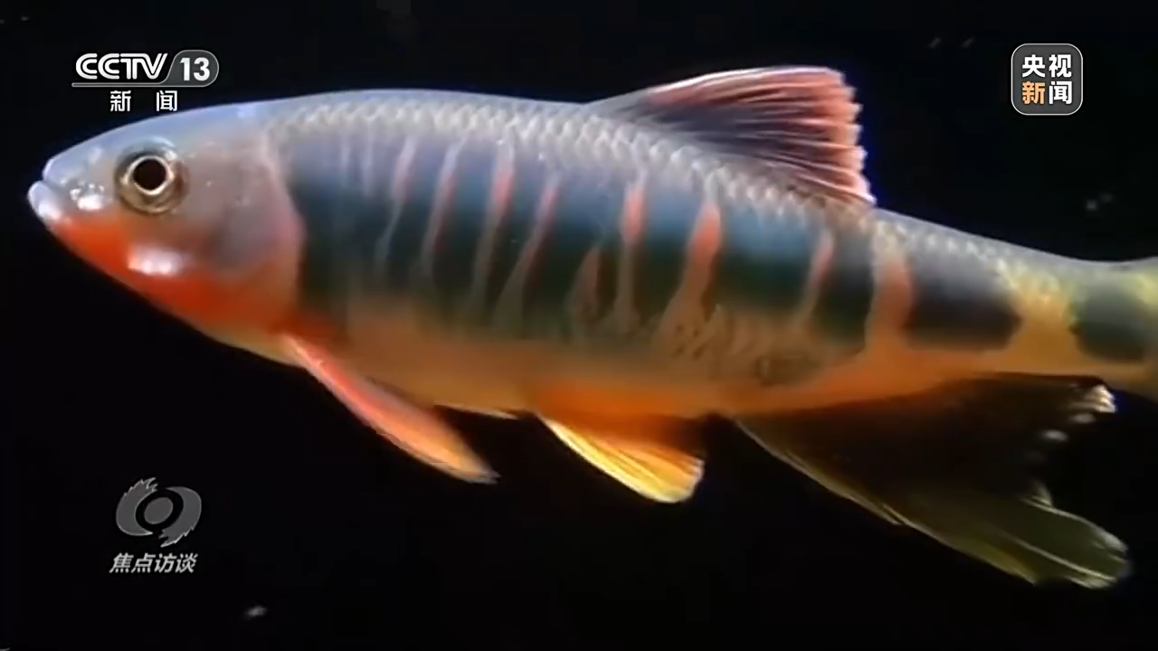 天津肿瘤医院黄牛代挂号电话票贩子号贩子网上预约挂号,住院检查加快,新朋友落户“浙”里 背后有怎样的故事?