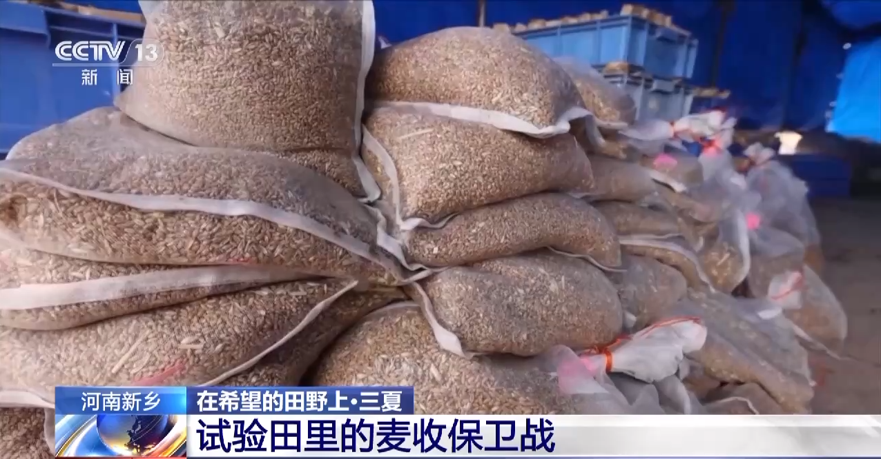 
上海新华医院黄牛代挂号电话票贩子号贩子网上预约挂号,住院检查加快,与时间赛跑！这片试验田打响“麦收保卫战”