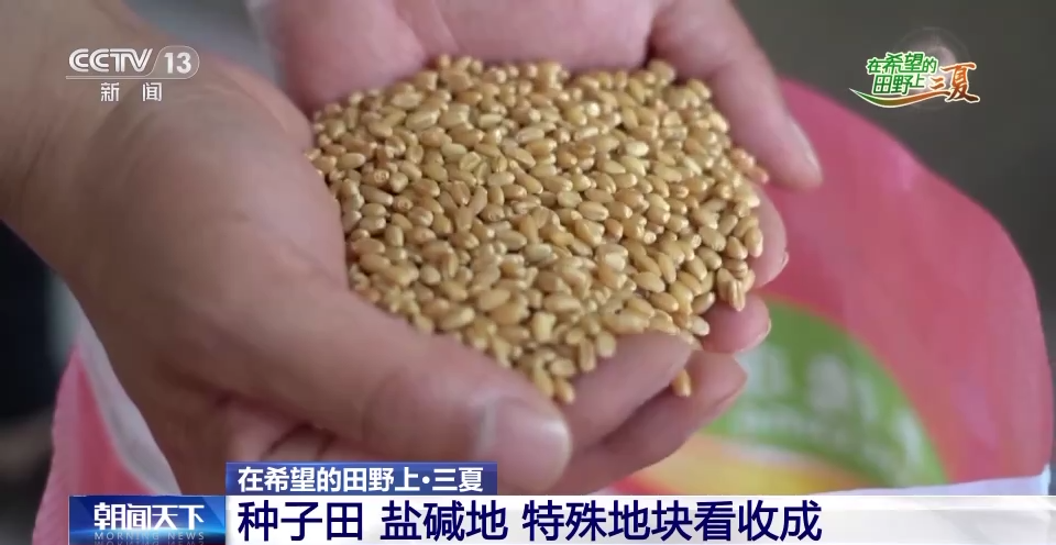 
广州市妇女儿童医疗中心黄牛代挂号电话票贩子号贩子网上预约挂号,住院检查加快,全国收获冬小麦面积超1.8亿亩 收播方式“新上加新”！