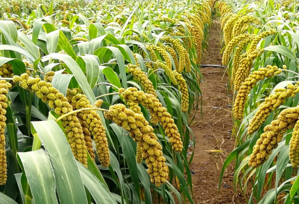 首都医科大学附宣武医院黄牛代挂号电话票贩子号贩子网上预约挂号,住院检查加快,破解“天书”!全世界的谷子均来自中国