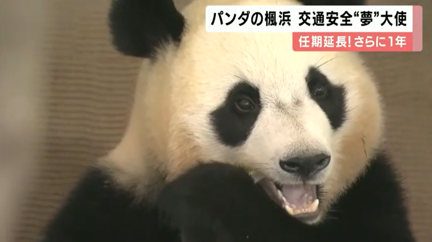 
上海华山医院黄牛代挂号电话票贩子号贩子网上预约挂号,住院检查加快,日媒：旅日大熊猫枫浜连任交通安全大使，任期1年