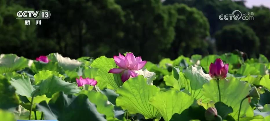 
上海儿童医院黄牛代挂号电话票贩子号贩子网上预约挂号,住院检查加快,江西南昌城市湿地美如画 荷花绽放、鹭鸟蹁跹