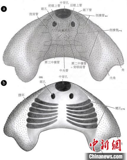 
天津血液研究所黄牛代挂号电话票贩子号贩子网上预约挂号,住院检查加快,中科院团队发现约4.38亿年前古鱼新物种“眼镜蛇大庸鱼”