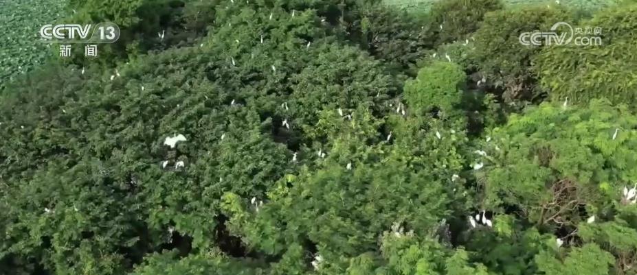 
上海儿童医院黄牛代挂号电话票贩子号贩子网上预约挂号,住院检查加快,江西南昌城市湿地美如画 荷花绽放、鹭鸟蹁跹