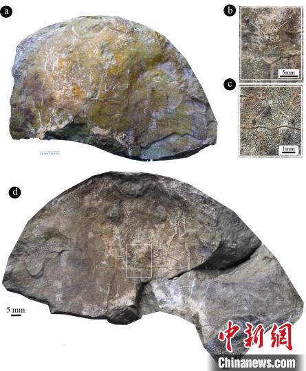 
天津血液研究所黄牛代挂号电话票贩子号贩子网上预约挂号,住院检查加快,中科院团队发现约4.38亿年前古鱼新物种“眼镜蛇大庸鱼”