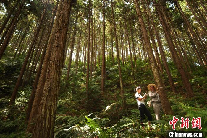 
天津各大医院黄牛代挂号电话票贩子号贩子网上预约挂号,住院检查加快,（高质量发展调研行）福建三明：践行“青山绿水是无价之宝”理念 推进生态文明建设