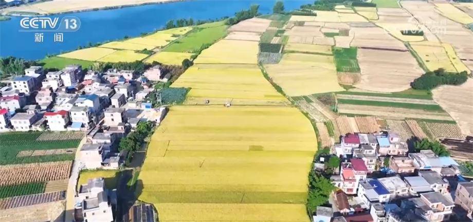 
北京广安门中医院黄牛代挂号电话票贩子号贩子网上预约挂号,住院检查加快,抢收早稻+抢种秋冬菜 轮作种植模式提升经济效益