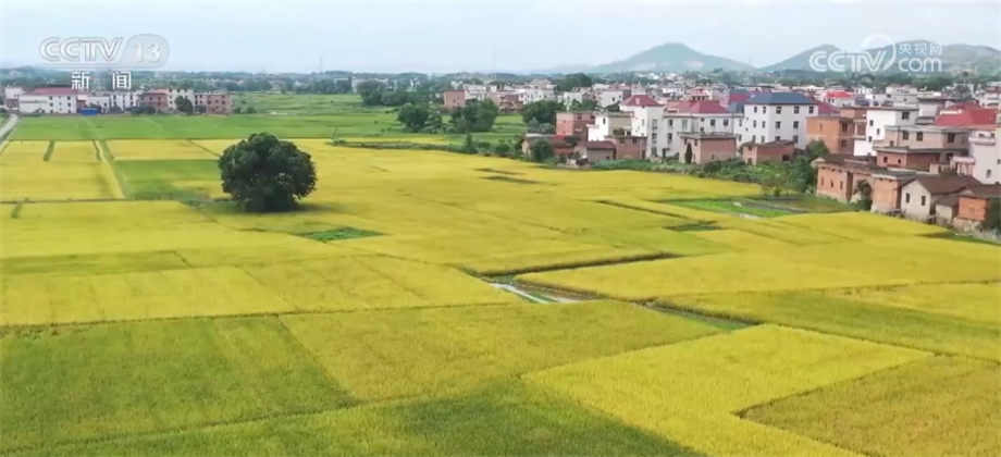 
山东大学齐鲁医院黄牛代挂号电话票贩子号贩子网上预约挂号,住院检查加快,各粮食主产区多措并举 高质高效推进早稻收获