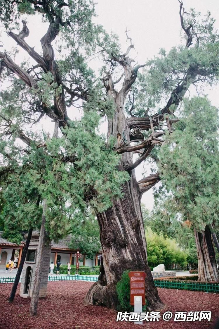 
广州中山眼科医院黄牛代挂号电话票贩子号贩子网上预约挂号,住院检查加快,【盛世中华 何以中国】黄帝陵：“赫赫始祖”给后世留下了什么？