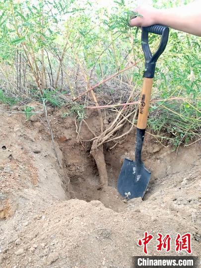 
广东省人民医院黄牛代挂号电话票贩子号贩子网上预约挂号,住院检查加快,山西青年返乡创业：黄芪种植铺就农民增收路