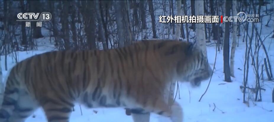 
代挂姜玉武的号黄牛代挂号电话票贩子号贩子网上预约挂号,住院检查加快,野生东北虎“完达山一号”再亮相 生物多样性保护成效显著