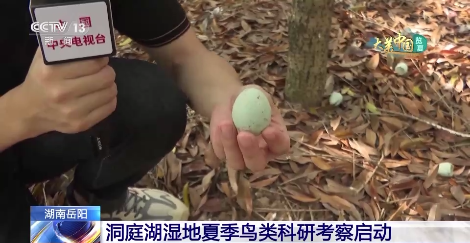 
首都医科大学附属天坛医院黄牛代挂号电话票贩子号贩子网上预约挂号,住院检查加快,这里为何被誉为“候鸟天堂”？走进洞庭湖湿地的鹭鸟巢区