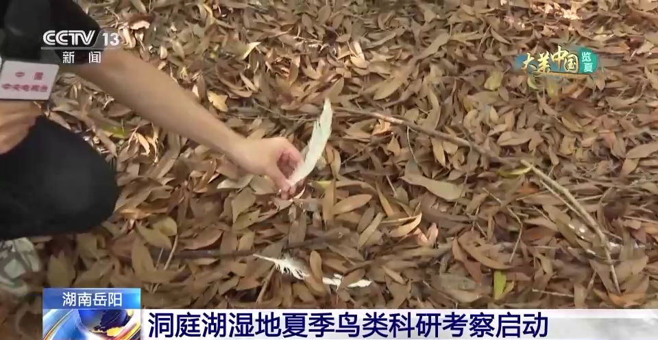 
首都医科大学附属天坛医院黄牛代挂号电话票贩子号贩子网上预约挂号,住院检查加快,这里为何被誉为“候鸟天堂”？走进洞庭湖湿地的鹭鸟巢区