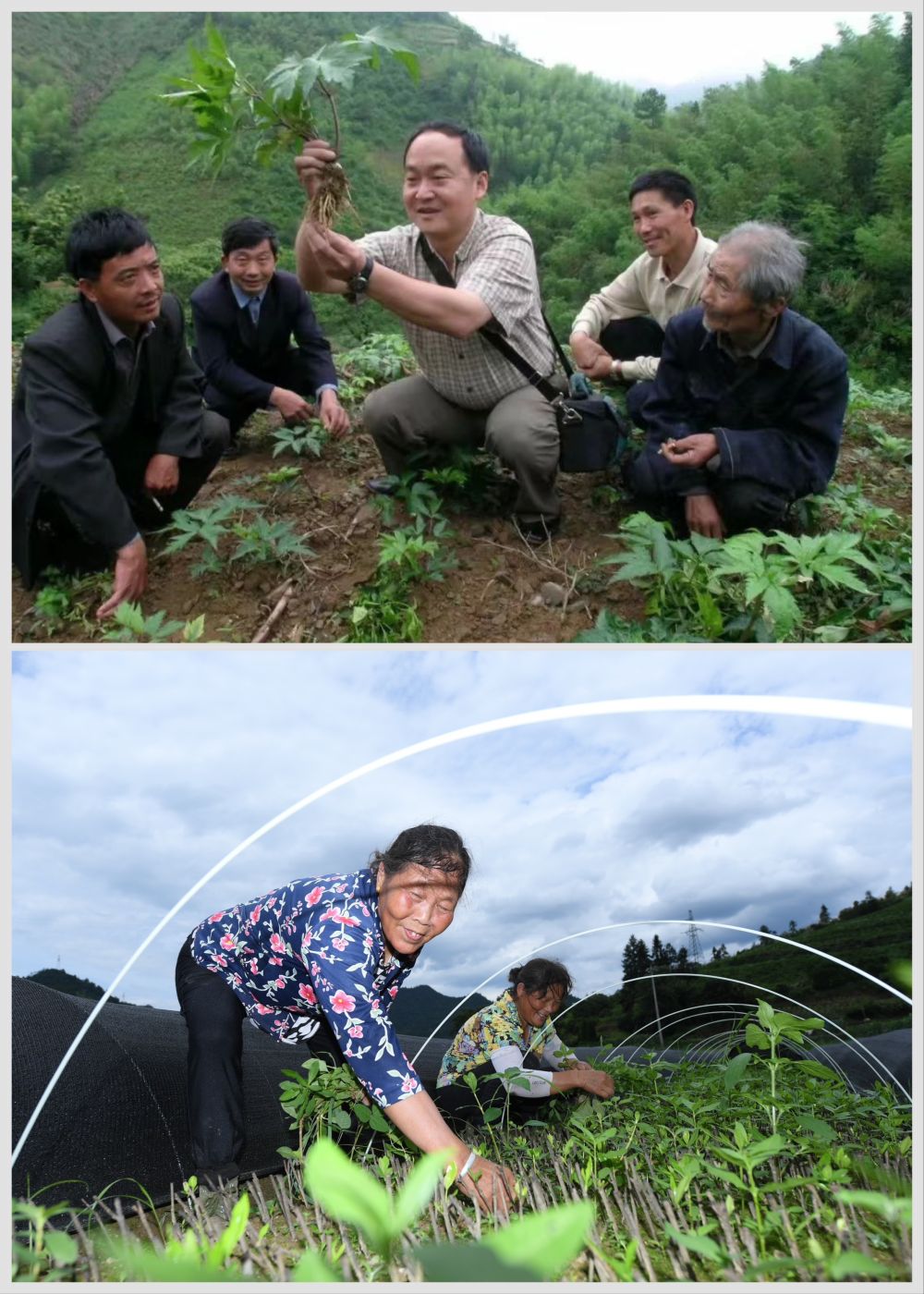 
浙江省人民医院黄牛代挂号电话票贩子号贩子网上预约挂号,住院检查加快,听，田野里动人的科技之歌——科技特派员制度浙江20年实践纪实