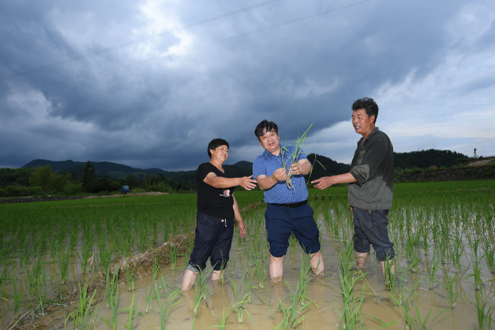 
浙江省人民医院黄牛代挂号电话票贩子号贩子网上预约挂号,住院检查加快,听，田野里动人的科技之歌——科技特派员制度浙江20年实践纪实