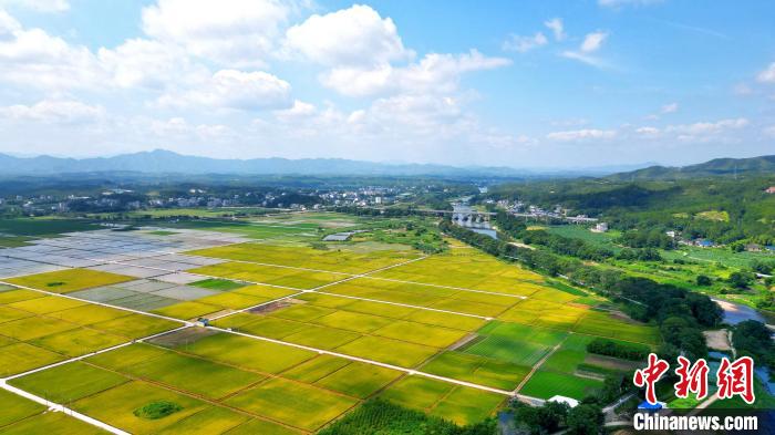 
中国医学科学院北京协和医院黄牛代挂号电话票贩子号贩子网上预约挂号,住院检查加快,乡约福建：长汀夏收好丰景