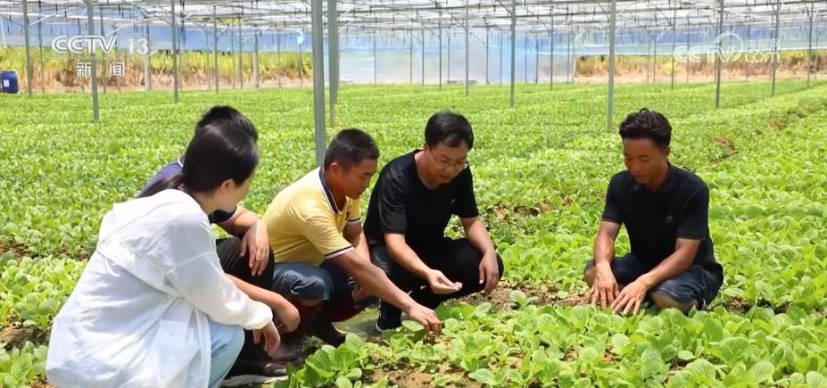 
北大口腔医院黄牛代挂号电话票贩子号贩子网上预约挂号,住院检查加快,各蔬菜种植区多措并举保障百姓夏季“菜篮子”供应