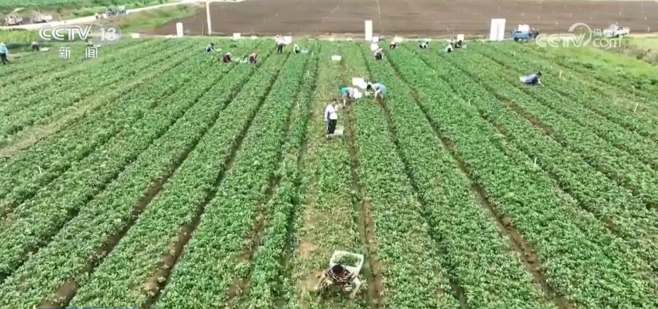 
北大口腔医院黄牛代挂号电话票贩子号贩子网上预约挂号,住院检查加快,各蔬菜种植区多措并举保障百姓夏季“菜篮子”供应