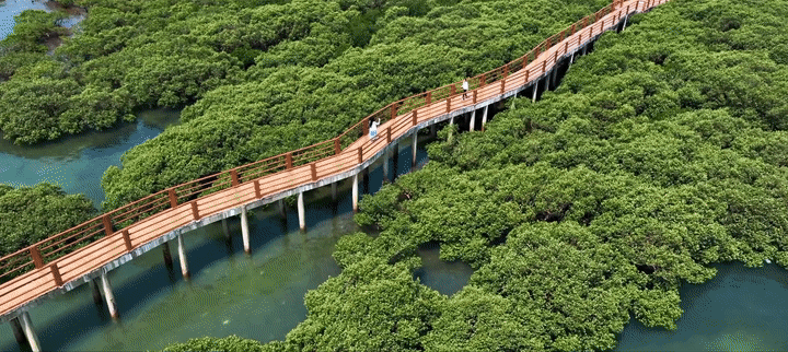 
南京中科研究所黄牛代挂号电话票贩子号贩子网上预约挂号,住院检查加快,感知生态中国｜守护红树林