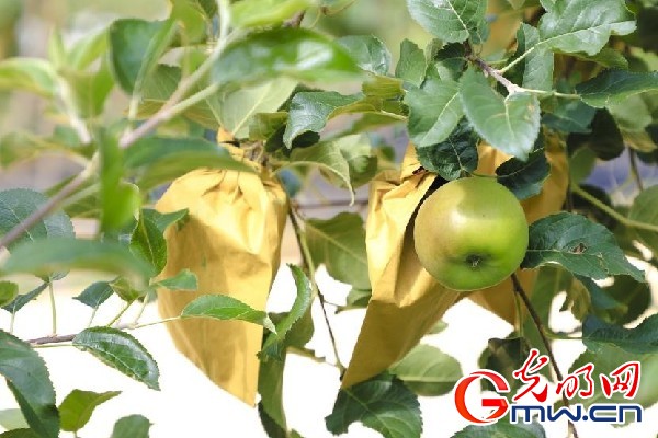 
江苏省中西医结合医院黄牛代挂号电话票贩子号贩子网上预约挂号,住院检查加快,我们的家园｜小苹果带动大产业，带你看看这座阿坝州小村的乡村振兴新模式