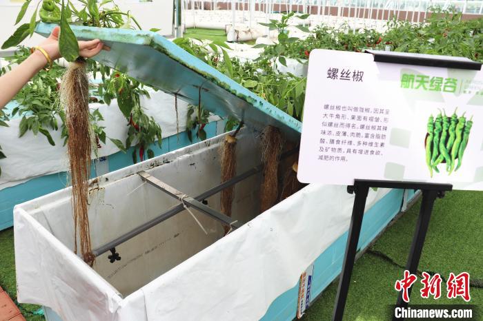 
中日友好医院黄牛代挂号电话票贩子号贩子网上预约挂号,住院检查加快,科技赋能“江南粮仓”农业“智慧”转型