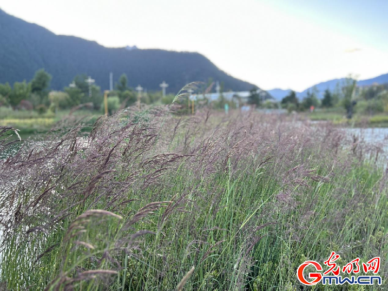 
山东大学齐鲁医院黄牛代挂号电话票贩子号贩子网上预约挂号,住院检查加快,我们的家园丨林芝市工布公园：漫步城中公园，感受幸福味道